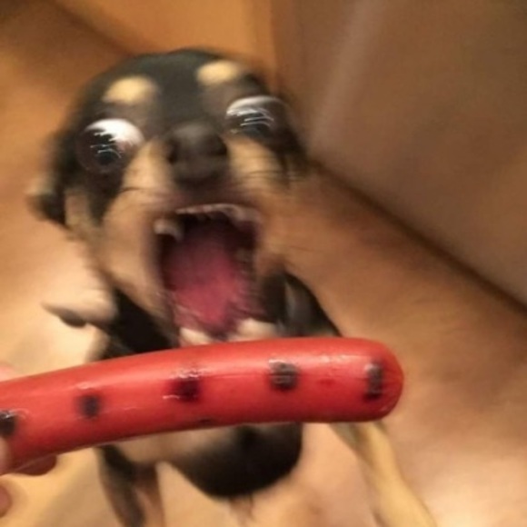 Meet your Posher, Cloie - Picture 1 of 1